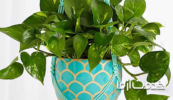 گیاه پوتوس - گیاهان آپارتمانی سریع الرشد